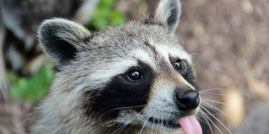 zoo-pescheray-parc-animalier-sarthe-%2876%29.jpg