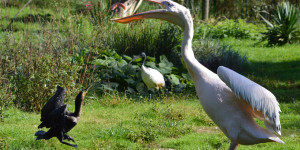 animation-pelican-spaycific-zoo.jpg