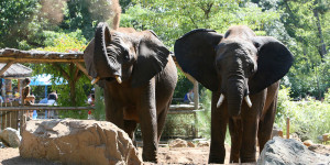 zoo-de-la-fleche-%284%29.jpg