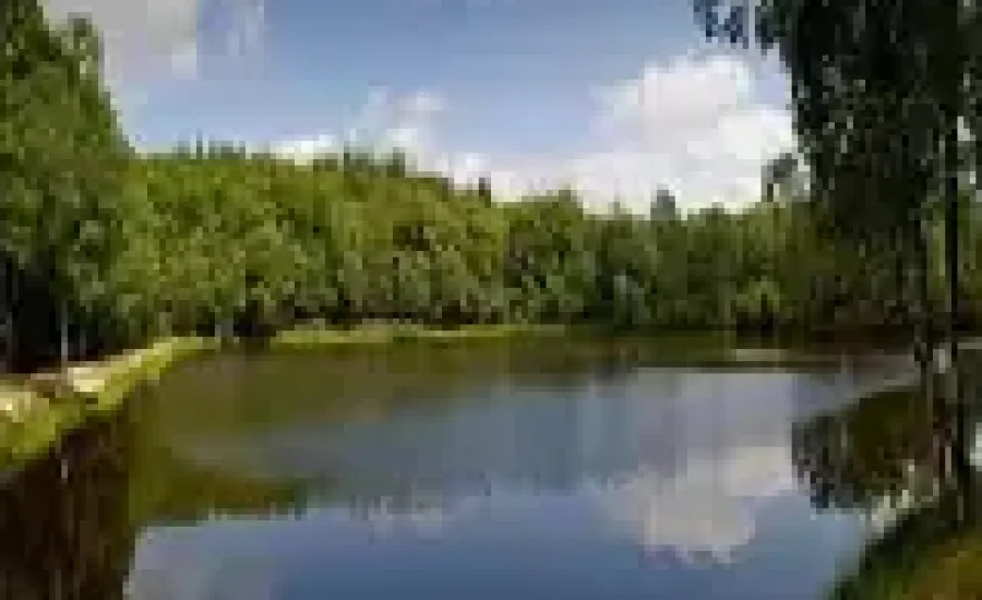 Forêt de Sillé le Guillaume