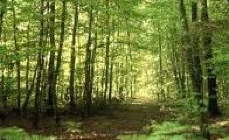 Forêt Domaniale de Bercé