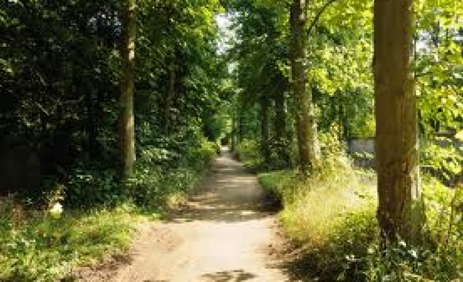 Le Bois des Semis