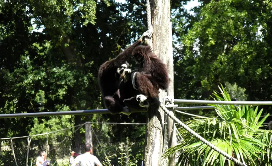 Spaycific'Zoo