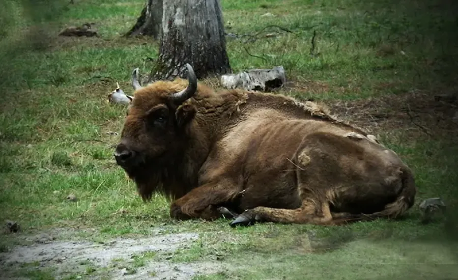 Domaine Zoologique de Pescheray