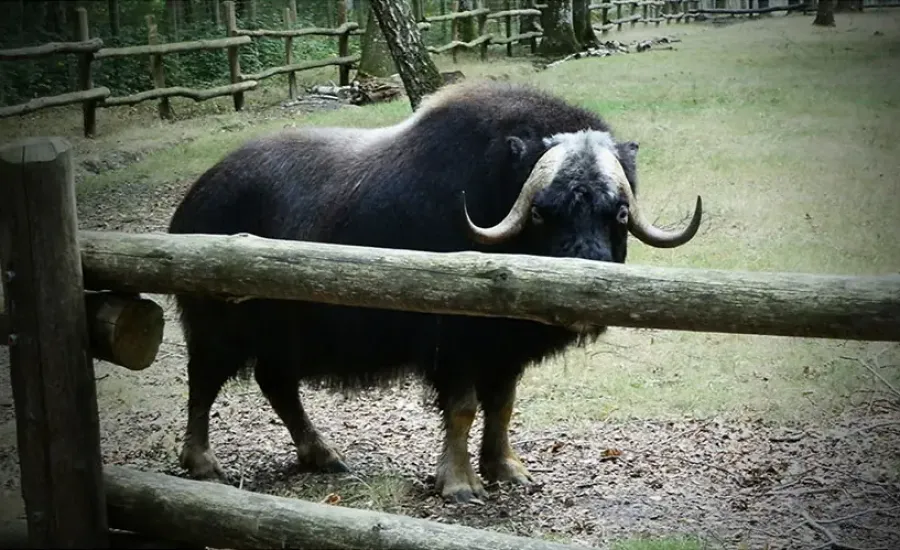 Domaine Zoologique de Pescheray