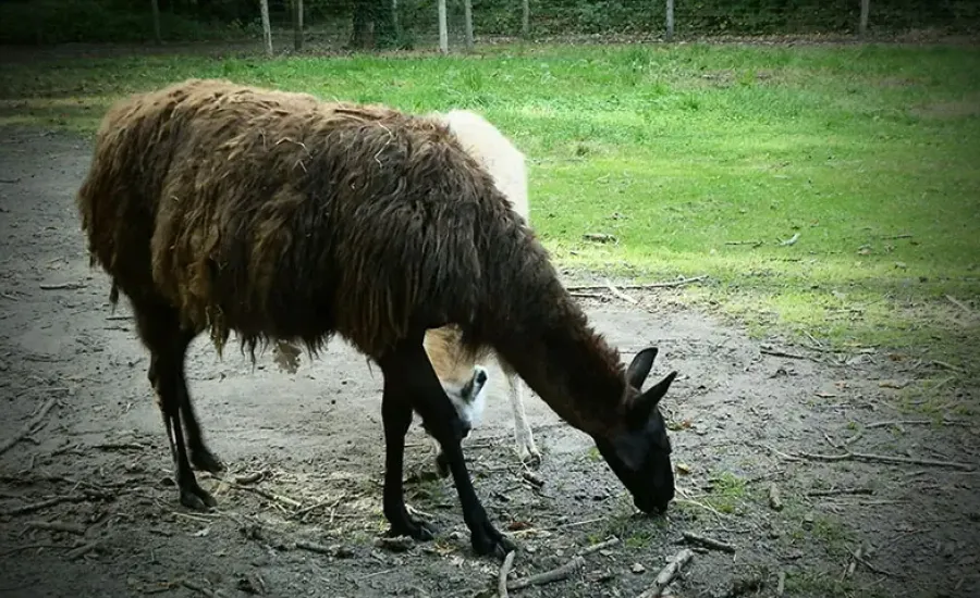 Domaine Zoologique de Pescheray