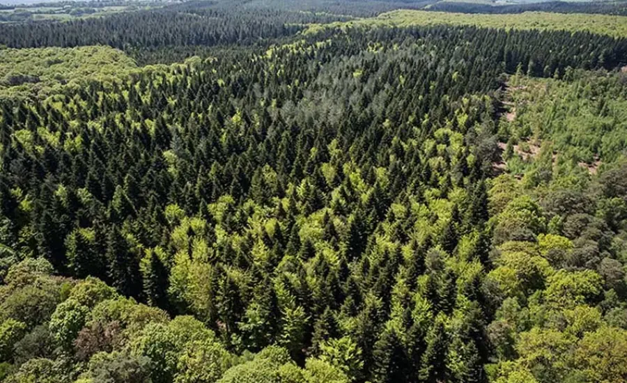 Forêt de Sillé le Guillaume