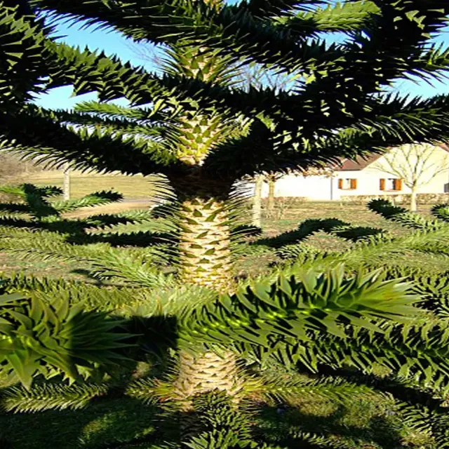 Arboretum