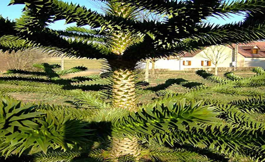 Arboretum