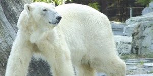 ours-polaire-300x300.jpg-la-fleche.jpg