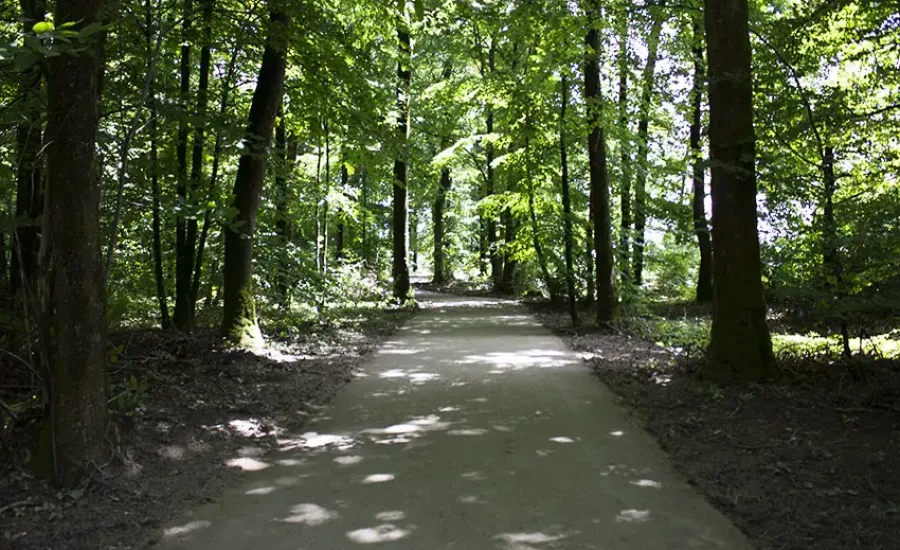 Forêt de Sillé le Guillaume