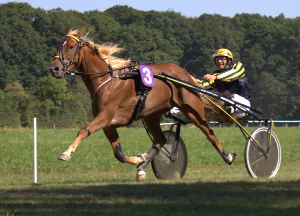 les courses hippiques les courses hippiques