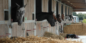 centre-equestre-fontenay-sarthe-%288%29.jpg